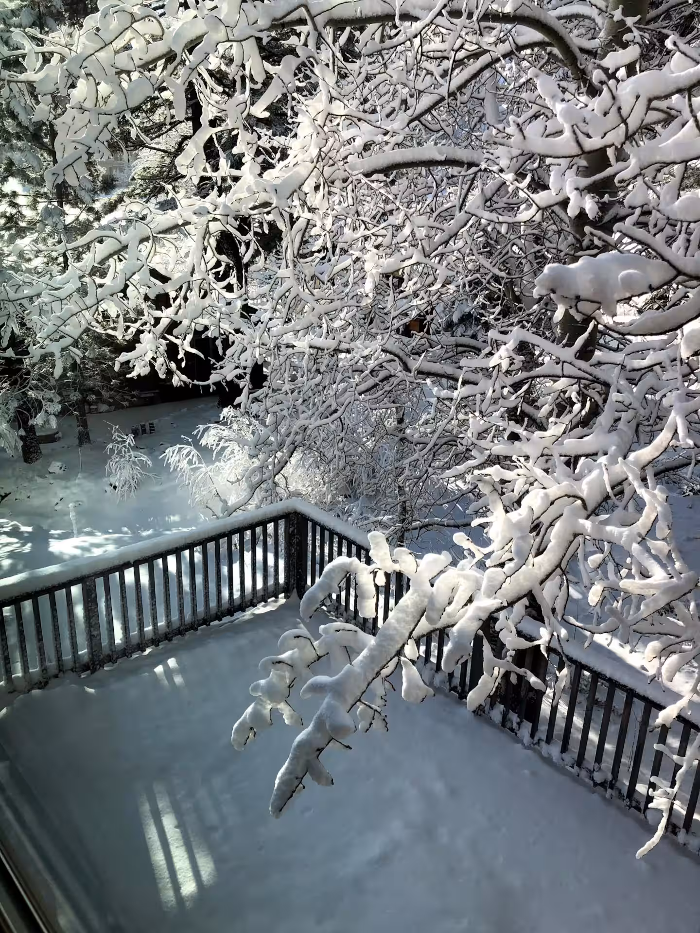 Snow-covered deck surrounded by tall Sierra pines in winter at the Olympic Valley cabin near Palisades Tahoe